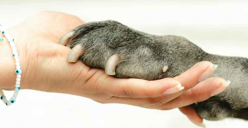 Interesados en adoptar un lomito o un michi: ¿Cuándo es el 'Adoptatón' de la CDMX?