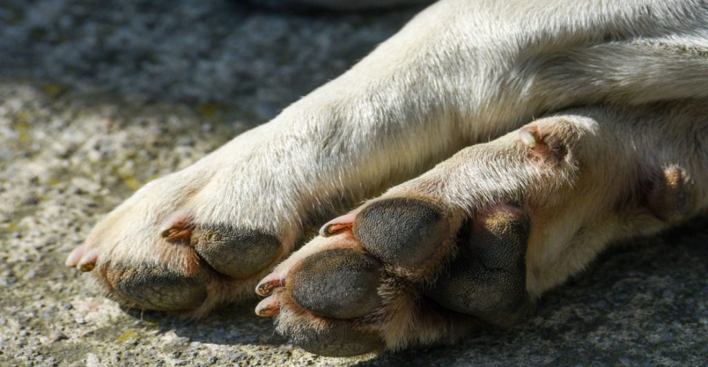 Buscan a posible asesino serial de perritos en Celaya