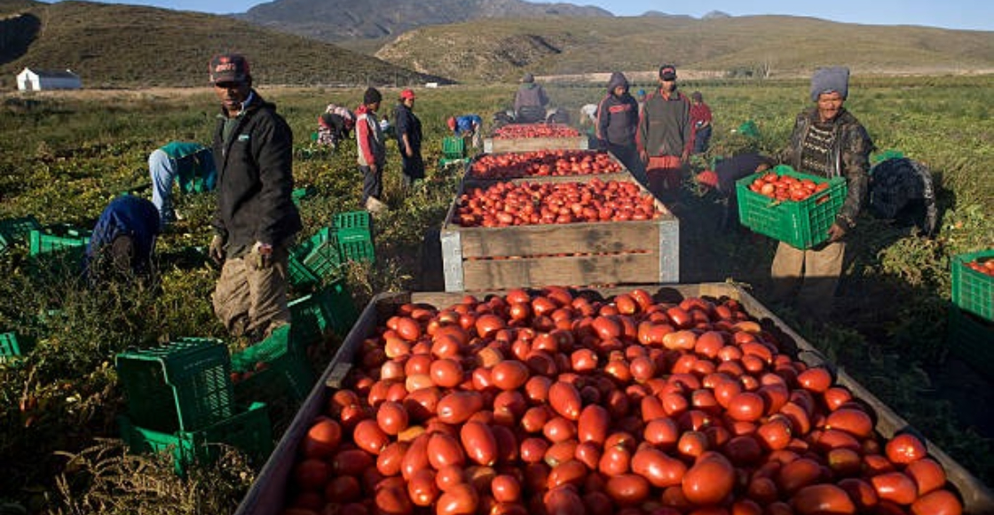 eu-pondra-aranceles-tomates-mexicanos