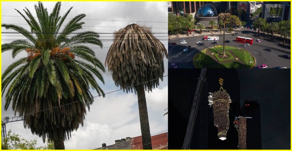 Platicamos con una experta y bióloga de la UNAM sobre la enfermedad que tienen las palmeras de la CDMX.