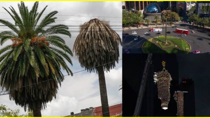 Platicamos con una experta y bióloga de la UNAM sobre la enfermedad que tienen las palmeras de la CDMX.