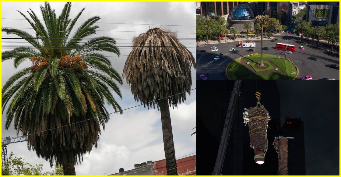Platicamos con una experta y bióloga de la UNAM sobre la enfermedad que tienen las palmeras de la CDMX.
