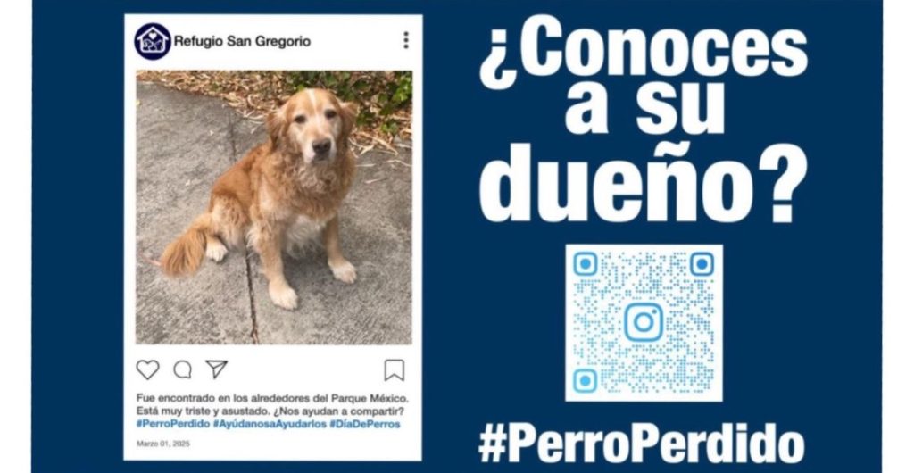 perrito cody extraviado