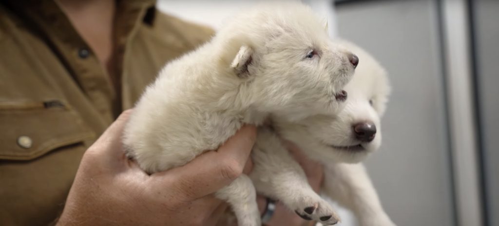 reviven-lobos-terribles-especie-extinta-hace-miles-anos