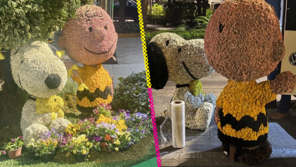 ¿Realmente se robaron el Snoopy en el Festival de las Flores?