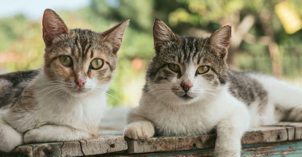 A todo esto ¿cuántos gatos hay en México?