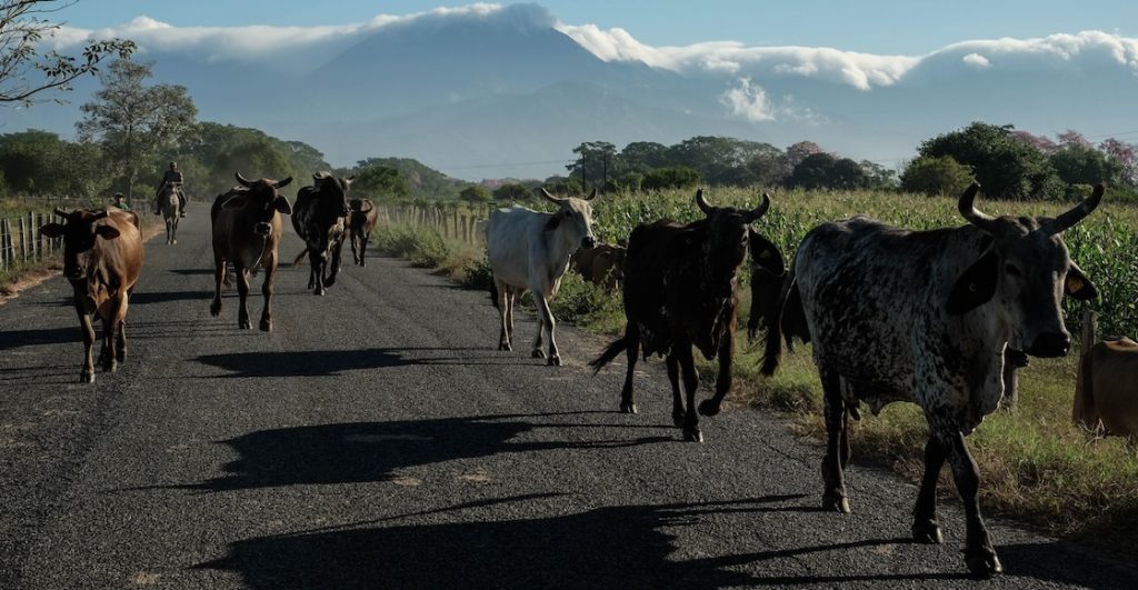 Ganadería Chiapas