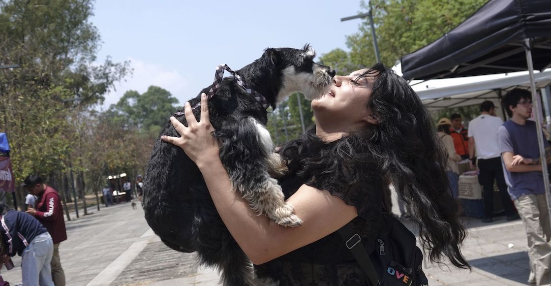 Amor eterno: 1 de cada 7 personas dejaría a su pareja para salvar a su perrito