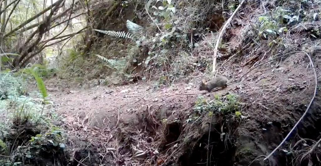 reaparece-conejo-creia-extinto-hace-mas-120-años-guerrero