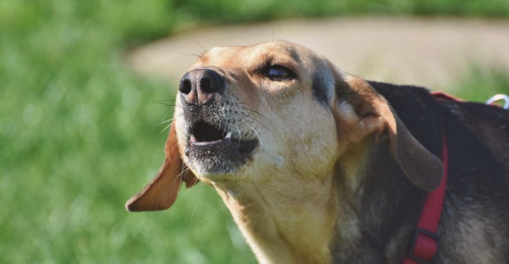 Regidora propone multa a dueños de perros que ladren muy fuerte