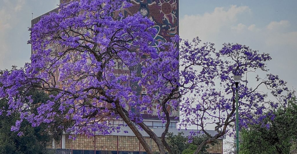 unam-cae-ranking-mejores-universidades-100-mundo-qs-world-university